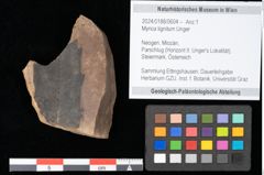 Foto (Objekt + Etikett) von Myrica lignitum Unger (NHMW-GEO-2024-0188-0604)